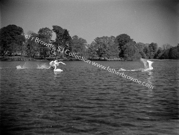 SWANS ON LAKE